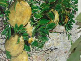 Orange Grove, Vero Beach